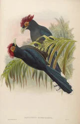 Dasylophus superciliosus